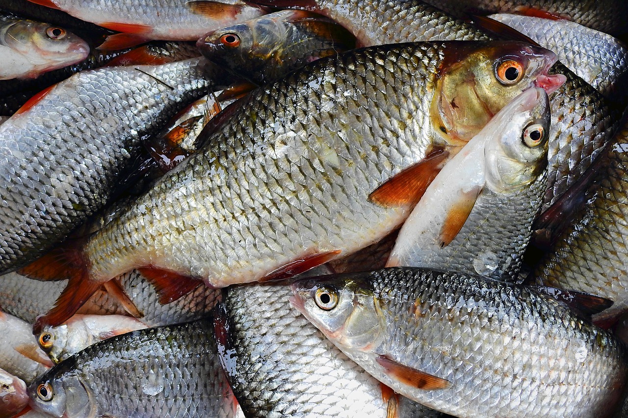 澳門(mén)特馬/最新款魚(yú)竿/佳能1dx2最新報(bào)價(jià)