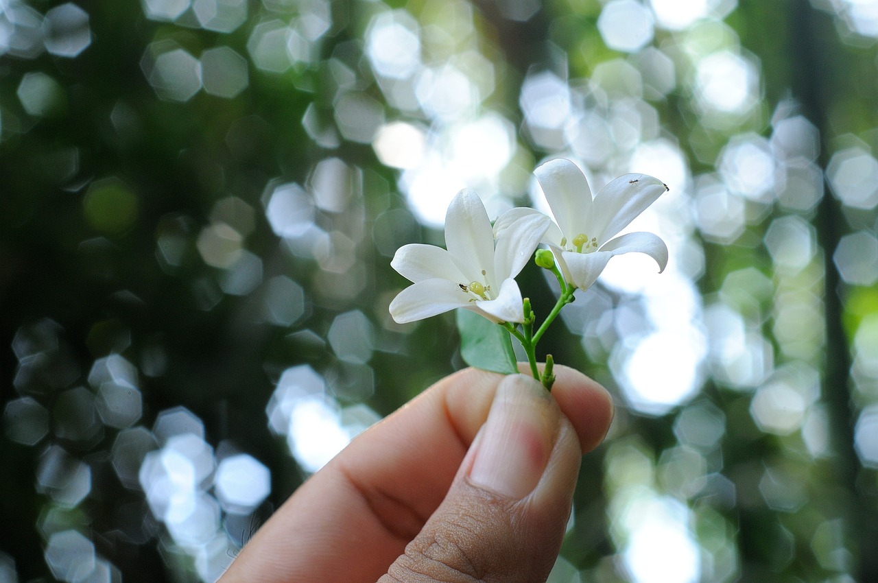 鈴原愛蜜莉的最新動態(tài)與成就概覽