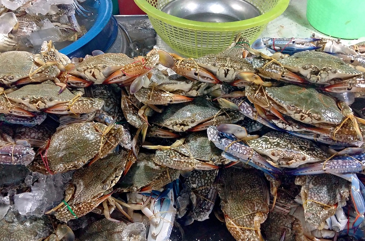 探索海洋美食的魅力與獨特之處，最新海鮮賊揭秘海鮮盛宴的秘密