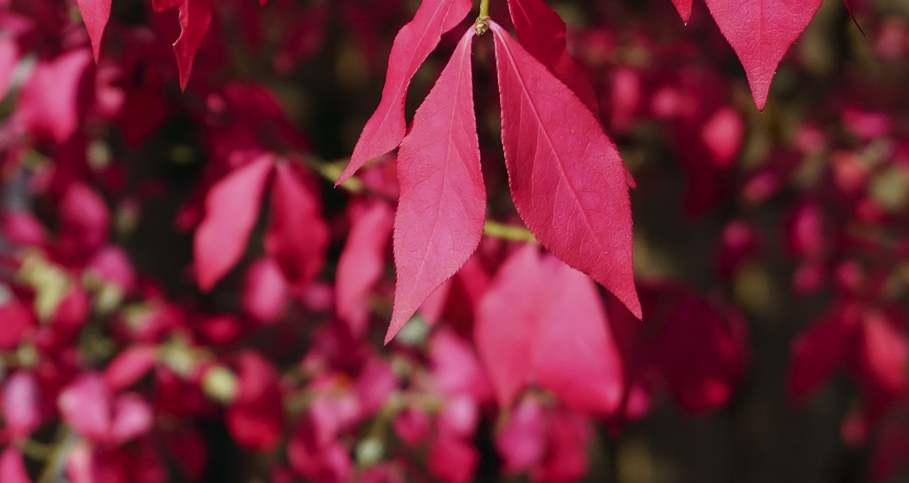紅木家具維修招聘動(dòng)態(tài)與行業(yè)發(fā)展趨勢(shì)解析，最新崗位及趨勢(shì)分析